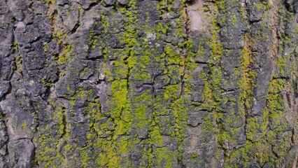 Close-up macro of old, rough tree bark texture showing a brown natural pattern on the trunk in the forest.