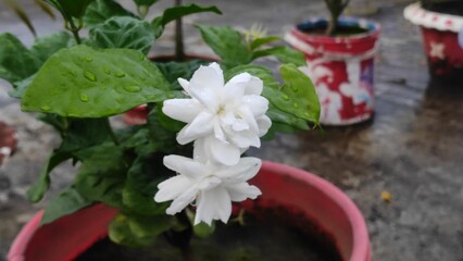 Pink summer flowers blooming in a pot garden arrangement add beauty to nature's spring decoration.