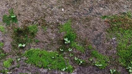 Green moss on the ground. Natural green moss growth on the ground and stone in spring nature garden.