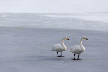 Whooper Swans (Cygnus cygnus) walking on the ice in winter in Japan.