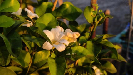 A beautiful closeup of pink and yellow flowers in a spring garden, their petals in full blossom.
