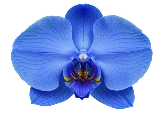 Striking blue orchid flower isolated on transparent background, vibrant floral blossom for botanical design and elegant decoration