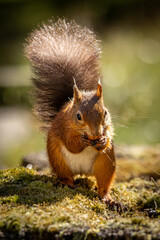 A red squirrel eating in the September sunshine, with a shallow depth of field