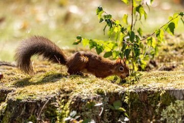 A red squirrel holding a nut in their mouth, with a shallow depth of field