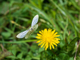 Green-veined White Taking Off From a Dandelion