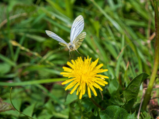Green-veined White Taking Off From a Dandelion