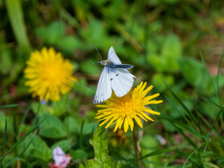 Green-veined White Taking Off From a Dandelion