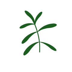 Minimalist green foliage branch illustration, elegant botanical plant design