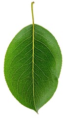 Green leaf on white background