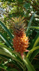 Fototapeta premium Golden pineapple growing on a plant, with green leaves and bright sunshine