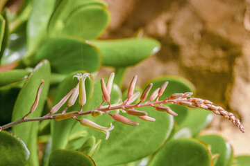 The haworthia retusa succulent plant flowers with some spider silk lines on them, in a garden in the eastern Andean mountains of central Colombia, near the town of Villa de Leyva.