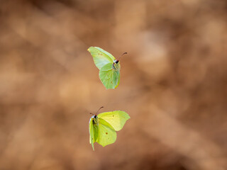 Brimstone Butterflies in Flight as Male Attempts to Mate