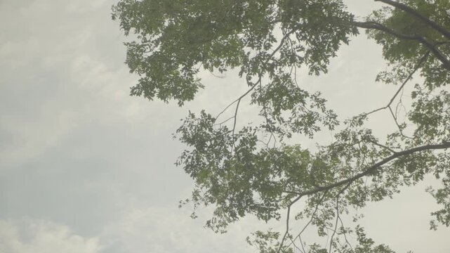 Mountain Phu Foilom Viewpoint Tree Sky - S-LOG3 Footage