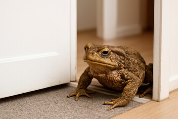 A huge toad enters the room through a slightly open door. Space for text.