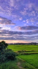 Lush green rice fields under a vibrant sky with scattered clouds at sunset