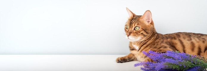 A Bengal cat with green eyes and a sprig of lavender