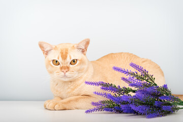A Burmese cat with yellow eyes and a sprig of lavender