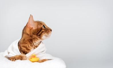 A funny Bengal cat in a towel with a rubber ducky