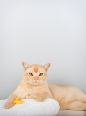 A Burmese cat on a towel with a rubber ducky