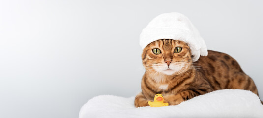 Bengal cat in a towel with a rubber ducky