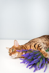 Bengal cat with purple flowers