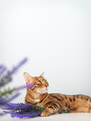 Bengal cat with purple flowers