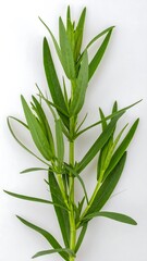 Obraz premium Close-up of a fresh herb sprig