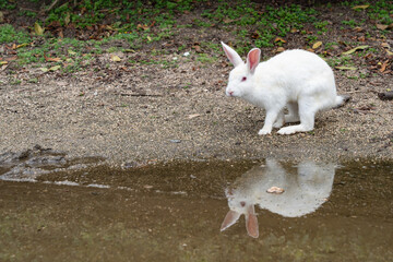 大久野島のうさぎ 広島県竹原市