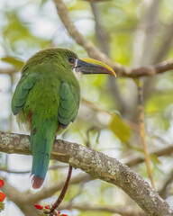 An exotic white-throated toucanet perched on an basul tree branch, illuminated by the afternoon light, in a farm in the eastern Andean mountains of central Colombia.