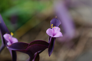 初秋のムラサキツユクサ01