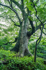 元宇品公園のクスノキ