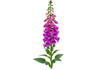 Isolated majestic purple foxglove flower with lush green leaves stands tall in a spring garden