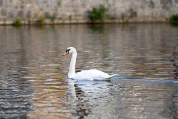 White swan gracefully swimming on calm water surface