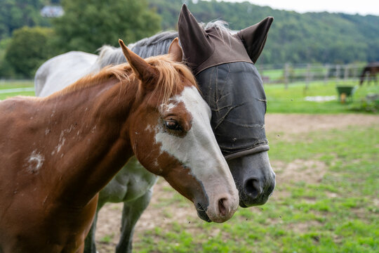 Two horses standing close together in a green pasture - Powered by Adobe