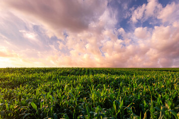 Green corn field with a radiant sunset over the horizon, capturing agricultural growth and the beauty of rural landscape.