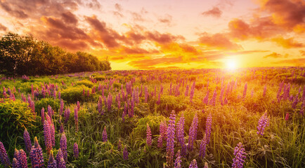 Lupines field bathed in vibrant sunrise glow. Tranquil countryside scene for dreamy landscape background. Serene nature escape or ethereal spring greetings. Vintage film aesthetic.