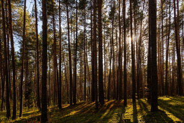 Sunrise or sunset in tall pine forest with long shadows on mossy ground. Nature landscape for tranquility and wilderness. Natural scenic view for wallpaper design.