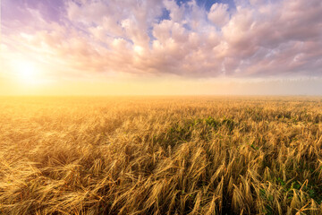 A golden wheat field at sunrise with a path leading into the distance. Agricultural landscape and nature concept. © Eugene_Photo