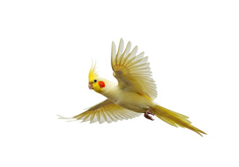 Isolated Cockatiel in flight, yellow bird, feathered animal, pet bird, wings spread, flying