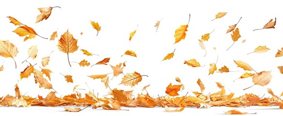 Autumn leaves falling on blank backdrop, seasonal ad, or greeting card