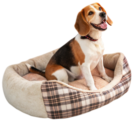 cute beagle dog with plaid and-soft pillow sitting