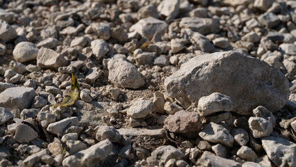 Close-up of dry rocky ground with scattered stones