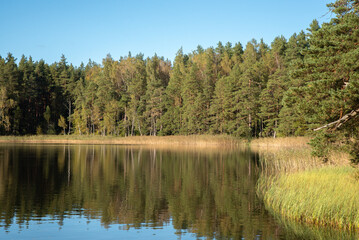 A calm lake with reflections of green forest trees and tall reeds on the shore under a clear blue sky.
