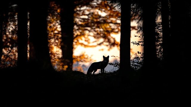 Silhouette of a fox standing in a forest at sunset or sunrise