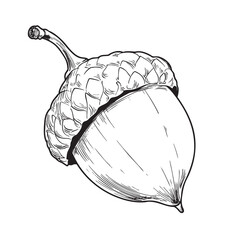 Detailed black and white line drawing of an acorn.