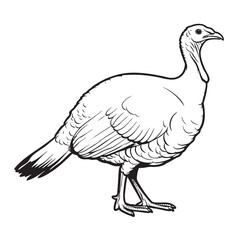 Fototapeta premium Simple black and white line drawing of a wild turkey.