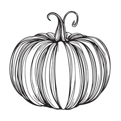 Detailed ink drawing of a large ribbed pumpkin.