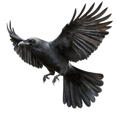 Dramatic closeup of a crow in flight, isolated on transparent background, wings spread wide, showcasing its powerful form and intense gaze against a stark backdrop