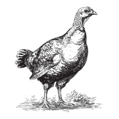 Engraved young turkey standing on a patch of grass.
