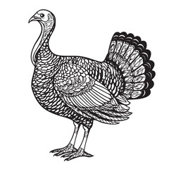 Detailed black and white ink sketch of a turkey.
